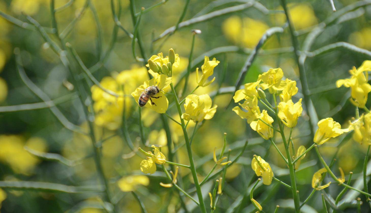 Canola needs bees